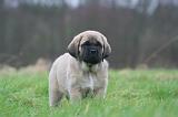 MASTIFF 088